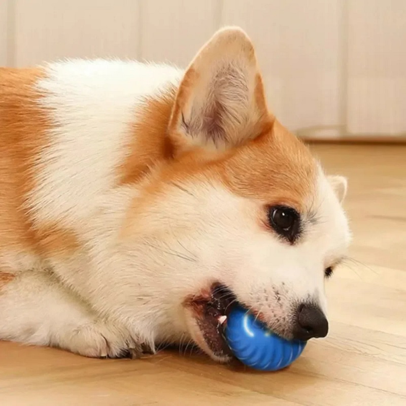 Piłka dla psa, automatycznie s – Automatic Moving Dog Ball recenzja i cena