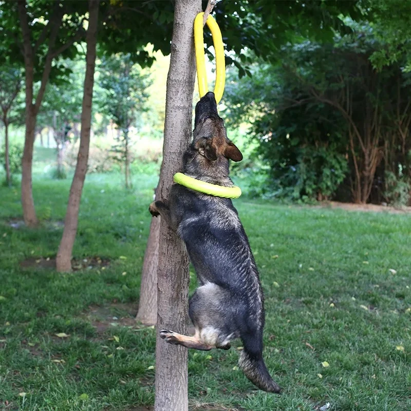 Zabawki dla psów, latające dys – Flying Disc Dog Training Toy recenzja i cena