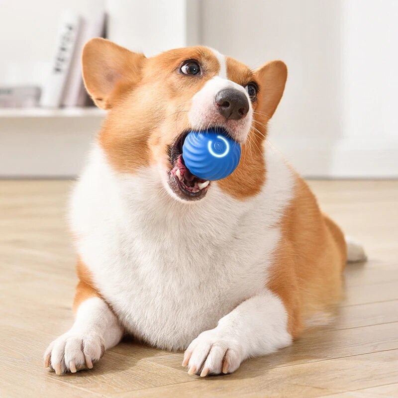 Zabawki dla psów Inteligentna  – Suction Cup Dog Tug Toy recenzja i cena